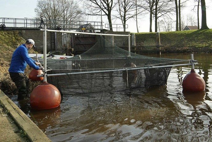 Uitvoering project Swimway Vecht gestart - Foto: Paul Scholten