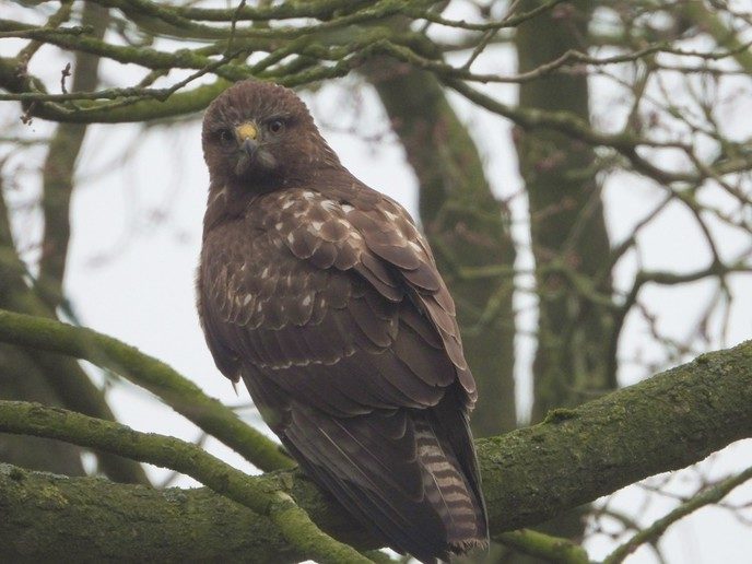 Wachten op een lekker maaltje - Foto: Eigen geleverde foto
