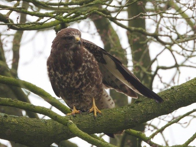 Wachten op een lekker maaltje - Foto: Eigen geleverde foto