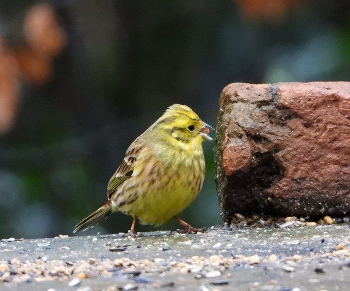 Rovers, dat zijn het - Foto: Eigen geleverde foto