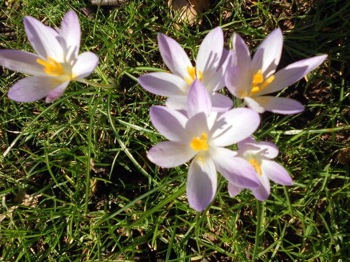 Voorjaar!! - Foto: Eigen geleverde foto