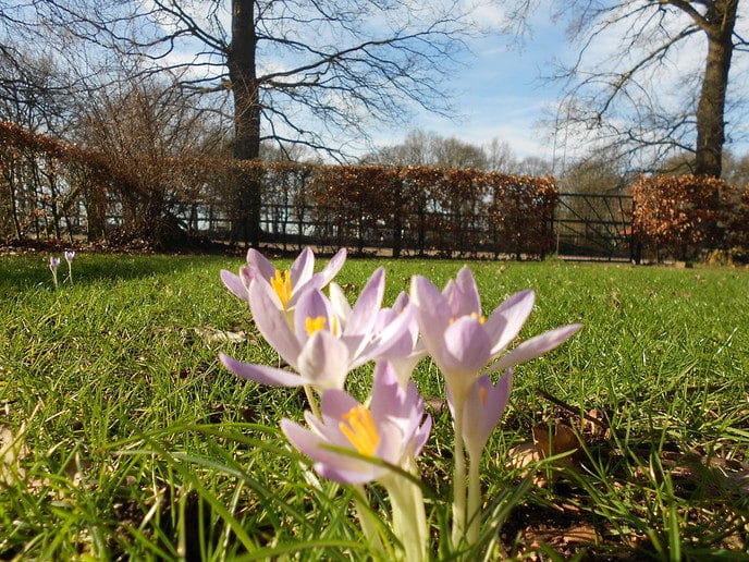 Voorjaar!! - Foto: Eigen geleverde foto