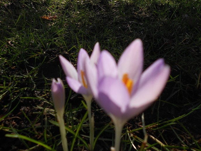 Voorjaar!! - Foto: Eigen geleverde foto