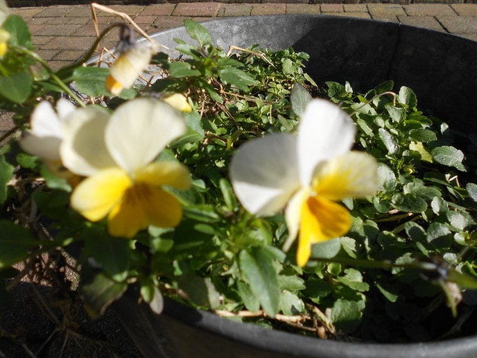 Voorjaar!! - Foto: Eigen geleverde foto