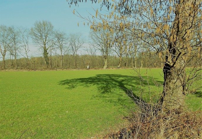 Zo groen als gras - Foto: Eigen geleverde foto