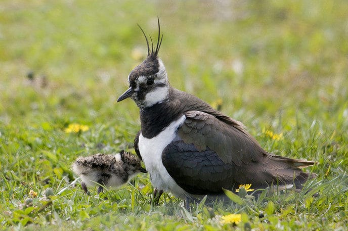 Hulp gevraagd weidevogels in Overijssel - Foto: Eigen geleverde foto
