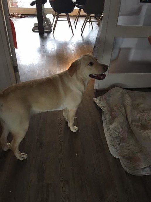 Hond gevonden in Hoonhorst - Foto: Eigen geleverde foto