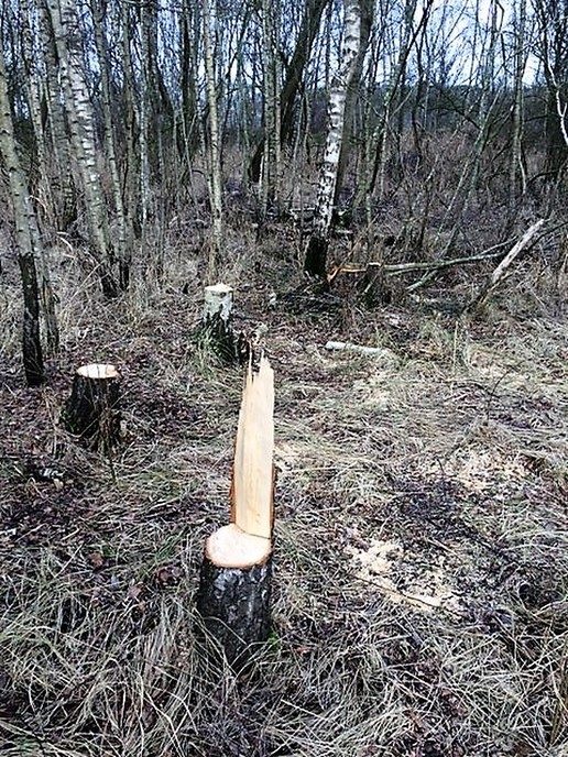 Aantal berkenbomen illegaal omgezaagd en meegenomen - Foto: Eigen geleverde foto