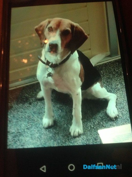 Hond vermist en al weer terug! - Foto: Ingezonden foto