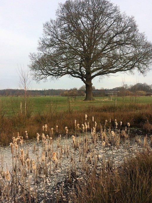 Veel sigarenpluimen - Foto: Eigen geleverde foto