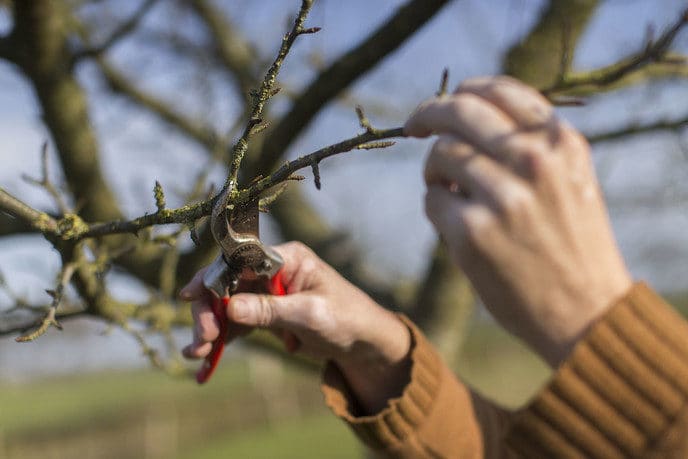 Volgen snoeicursus helpt biodiversiteit - Foto: Eigen geleverde foto