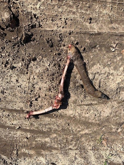 Eet een wolf ook ree? Vermoedelijk wel - Foto: Eigen geleverde foto