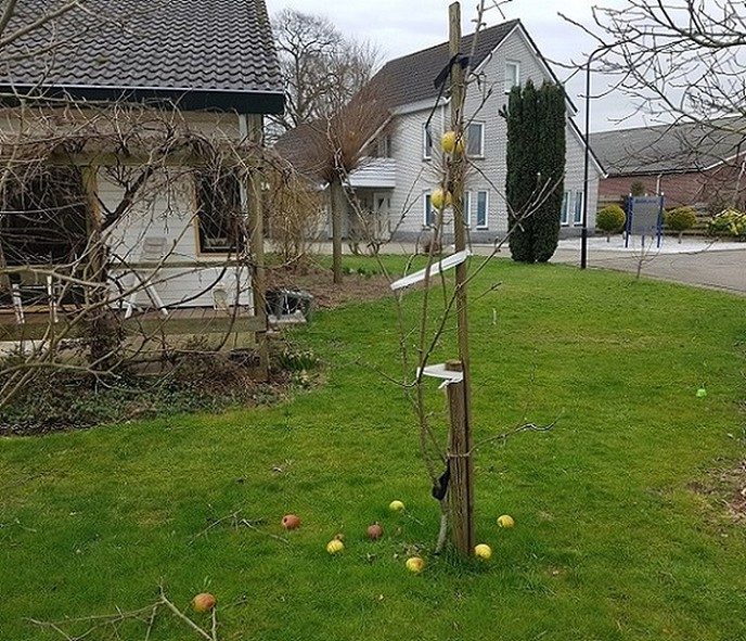 De appel viel niet ver van de boom: nu nog 2 - Foto: Gruune Jopie