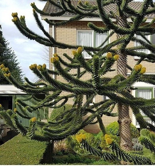 Apeboom - Foto: Gruune Jopie