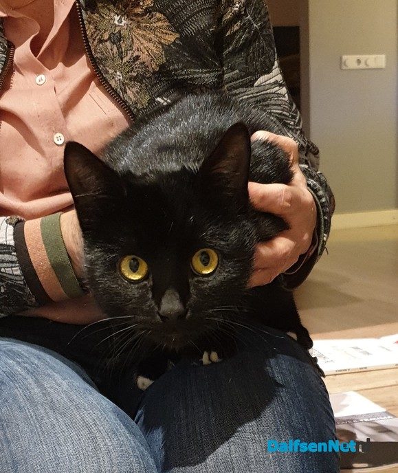 Gevonden: zwarte poes/kater - Foto: Ingezonden foto