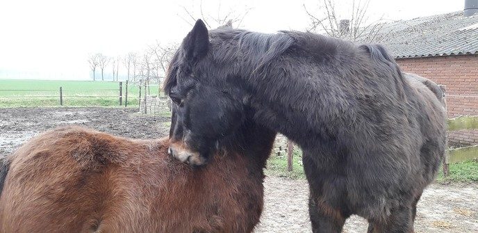 Kijk en doedag bij `t Olde Manegepeerd - Foto: Eigen geleverde foto