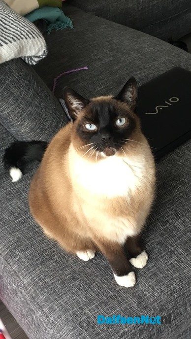 Kat vermist middeleeuwen Dalfsen en weer terug! - Foto: Ingezonden foto