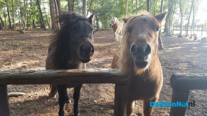 Pony Power voor kids - Foto: Ingezonden foto