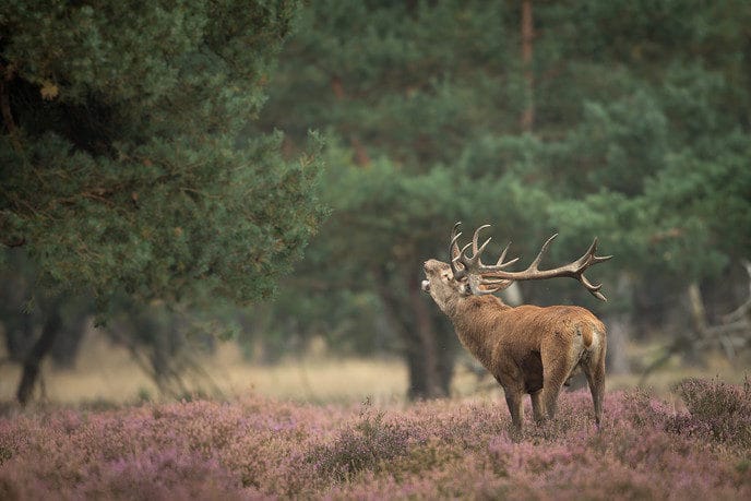Burlende edelherten in het Vechtdal?! - Foto: Eigen geleverde foto