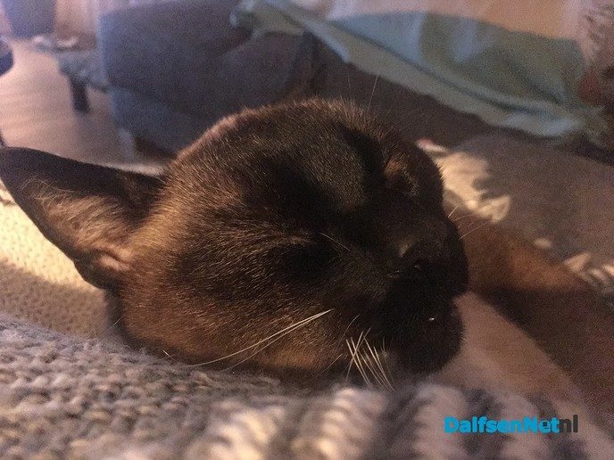 Kat vermist middeleeuwen Dalfsen en weer terug! - Foto: Ingezonden foto
