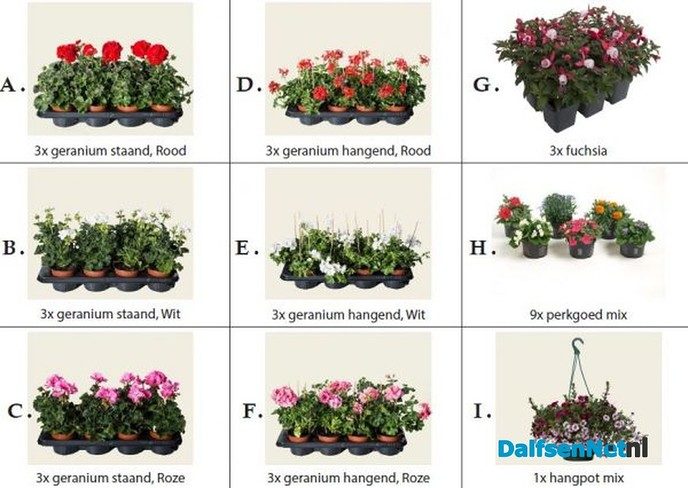 Scouting Dalfsen bezorgt bloemetje aan huis voor moederdag - Foto: Ingezonden foto