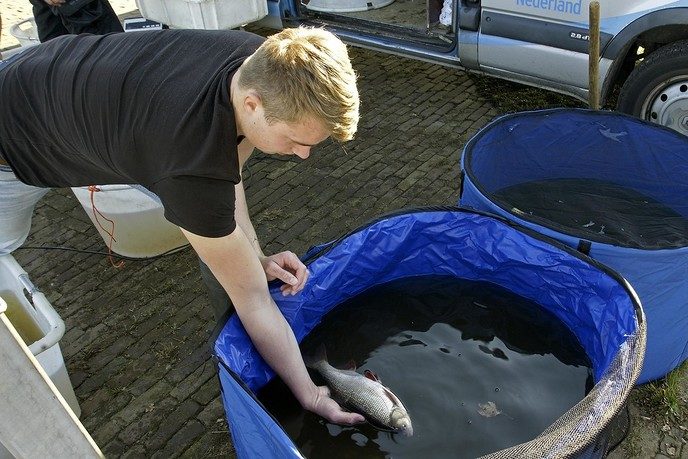 Project Swimway Vecht - Foto: Paul Scholten