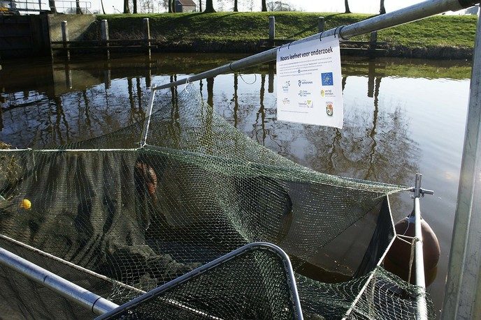 Project Swimway Vecht - Foto: Paul Scholten
