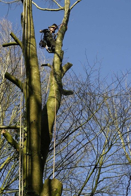 Grote Amerikaanse eik gekapt - Foto: Paul Scholten