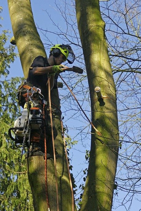 Grote Amerikaanse eik gekapt - Foto: Paul Scholten