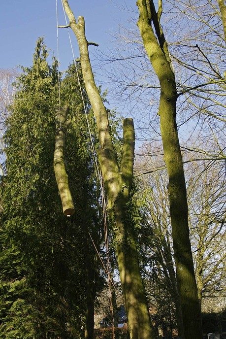 Grote Amerikaanse eik gekapt - Foto: Paul Scholten
