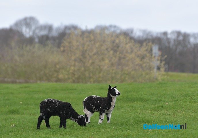 Lammetjes huppelen vrolijk rond bij de Zwevende Kei - Foto: Johan Bokma