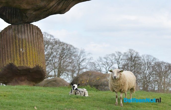 Lammetjes huppelen vrolijk rond bij de Zwevende Kei - Foto: Johan Bokma