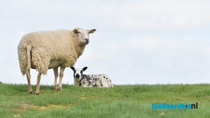 Lammetjes huppelen vrolijk rond bij de Zwevende Kei - Foto: Johan Bokma