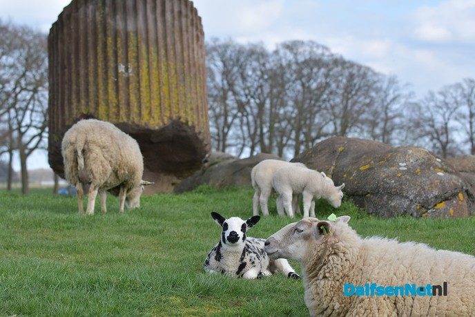 Lammetjes huppelen vrolijk rond bij de Zwevende Kei - Foto: Johan Bokma