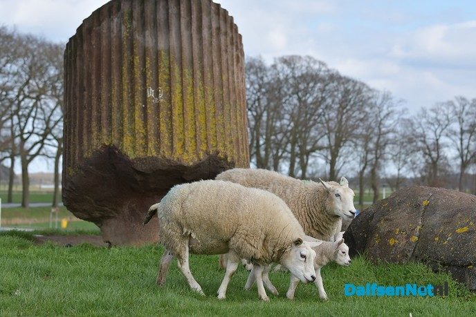 Lammetjes huppelen vrolijk rond bij de Zwevende Kei - Foto: Johan Bokma