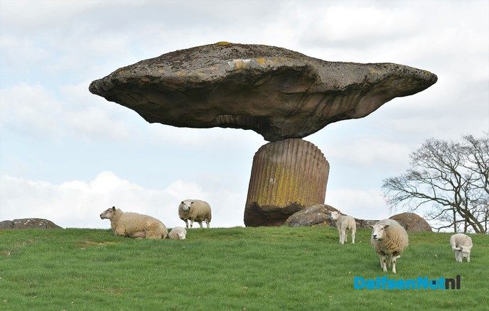 Lammetjes huppelen vrolijk rond bij de Zwevende Kei - Foto: Johan Bokma