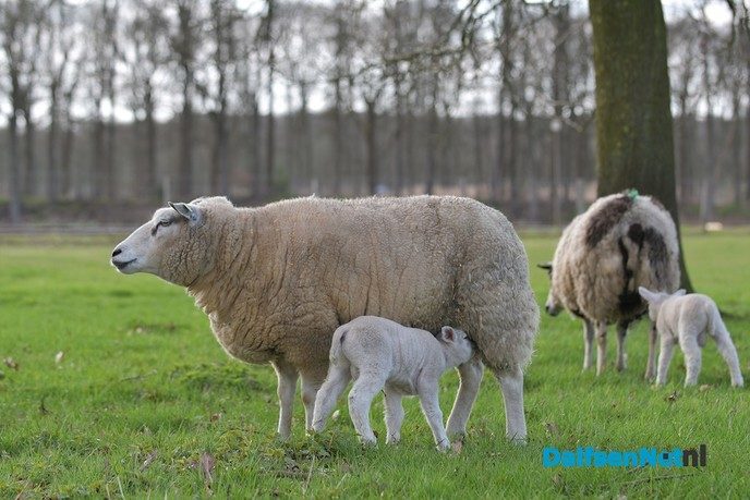 Lammetjes huppelen vrolijk rond bij de Zwevende Kei - Foto: Johan Bokma