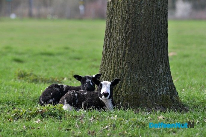 Lammetjes huppelen vrolijk rond bij de Zwevende Kei - Foto: Johan Bokma