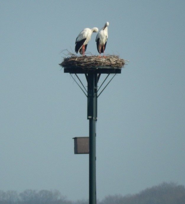 De ooievaars van de Rondweg - Foto: Eigen geleverde foto