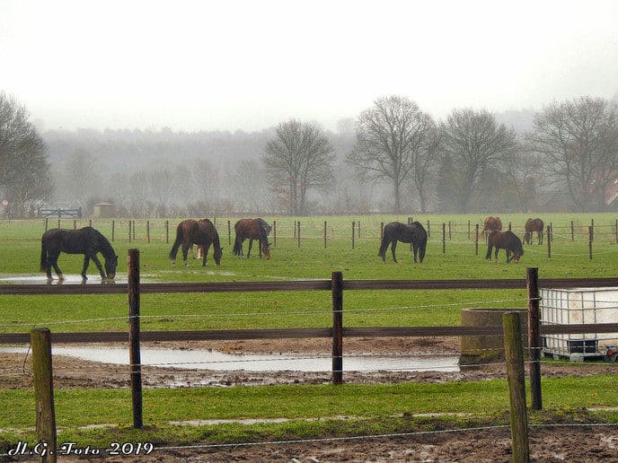 Burgemeester Hans Vroomen hielp bij ’t olde manegepeerd.