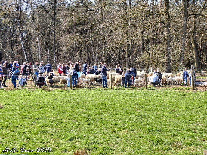 Veel drukte op de lammetjesdag