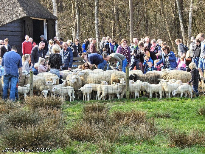 Veel drukte op de lammetjesdag