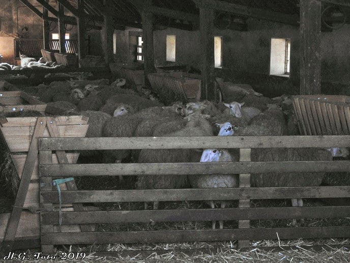 Veel drukte op de lammetjesdag