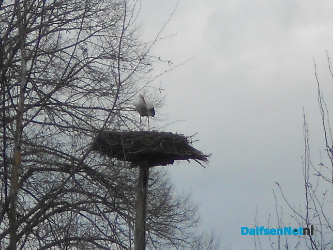 Ooievaar Emmen ook weer terug