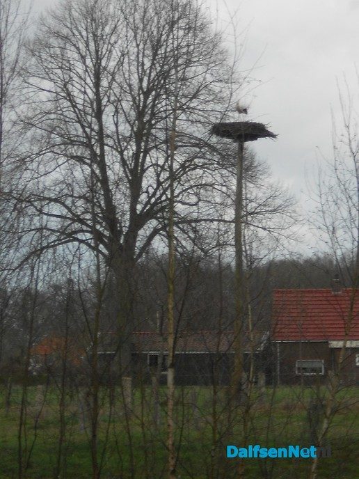Ooievaar Emmen ook weer terug