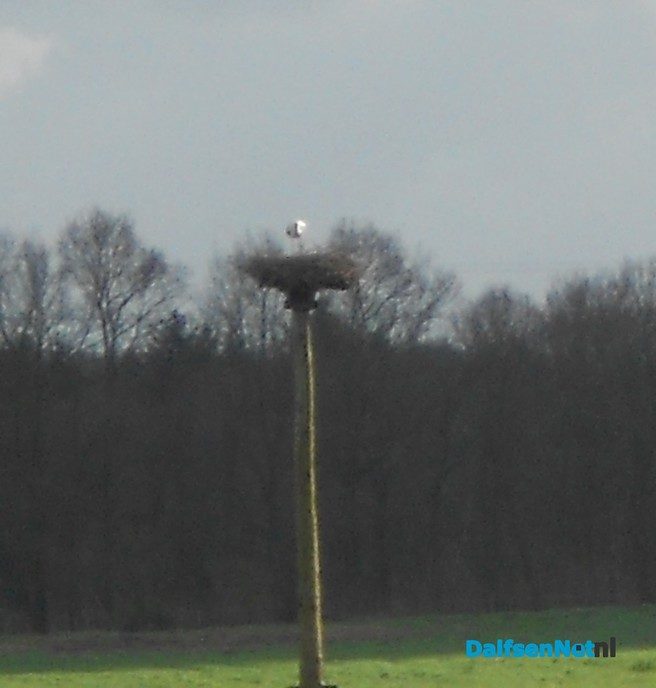 Ooievaar Blauwe Dijk is er ook weer