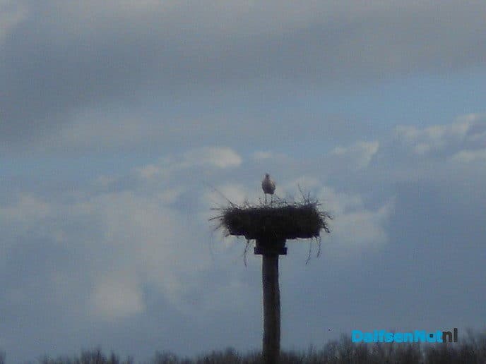 Ooievaar Blauwe Dijk is er ook weer