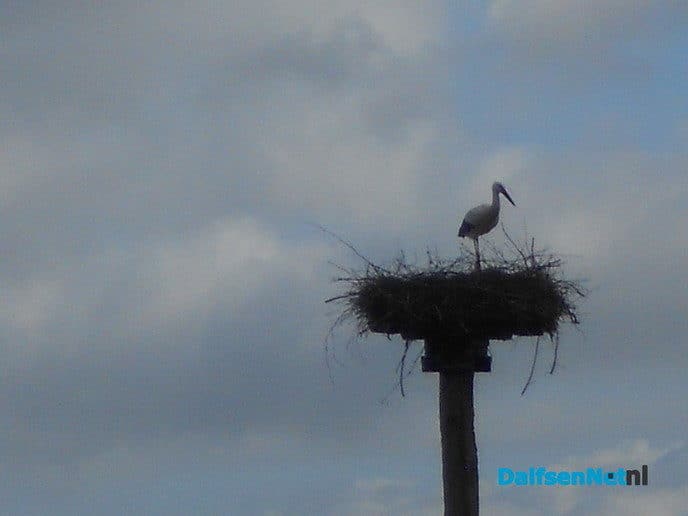 Ooievaar Blauwe Dijk is er ook weer