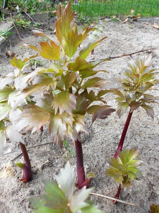 Maggiplant in eigen tuin
