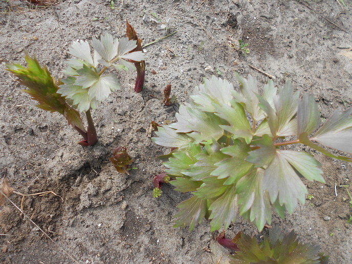 Maggiplant in eigen tuin